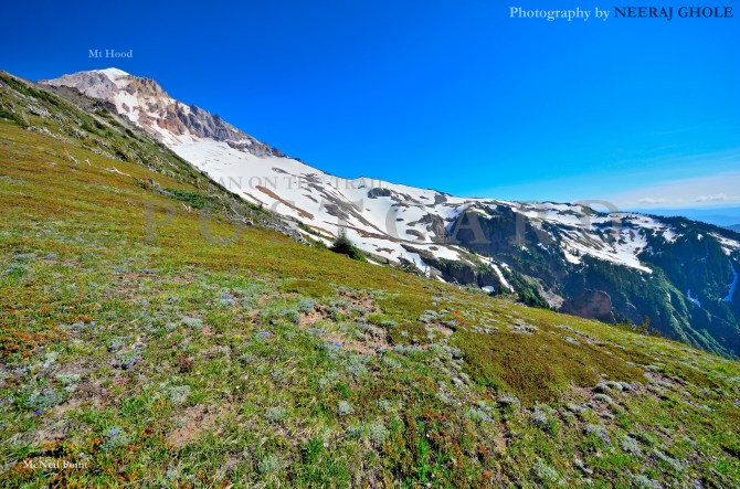 mt hood mcneil point peak oregon timberline trail #600 postcard