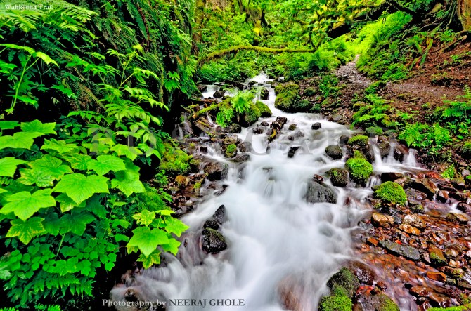 wahkeena falls trail columbia river gorge lemmon's viewpoint portland oregon postcard