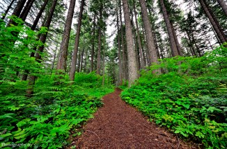 wahkeena trail columbia gorge lemmon's viewpoint portland oregon postcard