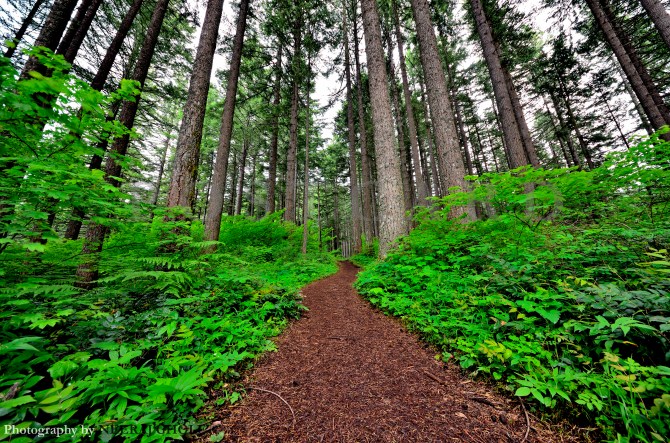 wahkeena trail columbia gorge lemmon's viewpoint portland oregon postcard