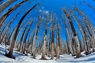Wy'East Basin Hike Elk Cove Vista Ridge Trail 626 Trailhead Mt Hood Oregon Backpacking Hiking Burnt Forest