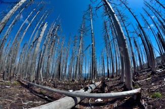 Wy'East Basin Hike Elk Cove Vista Ridge Trail 626 Trailhead Mt Hood Oregon Backpacking Hiking Burnt Forest